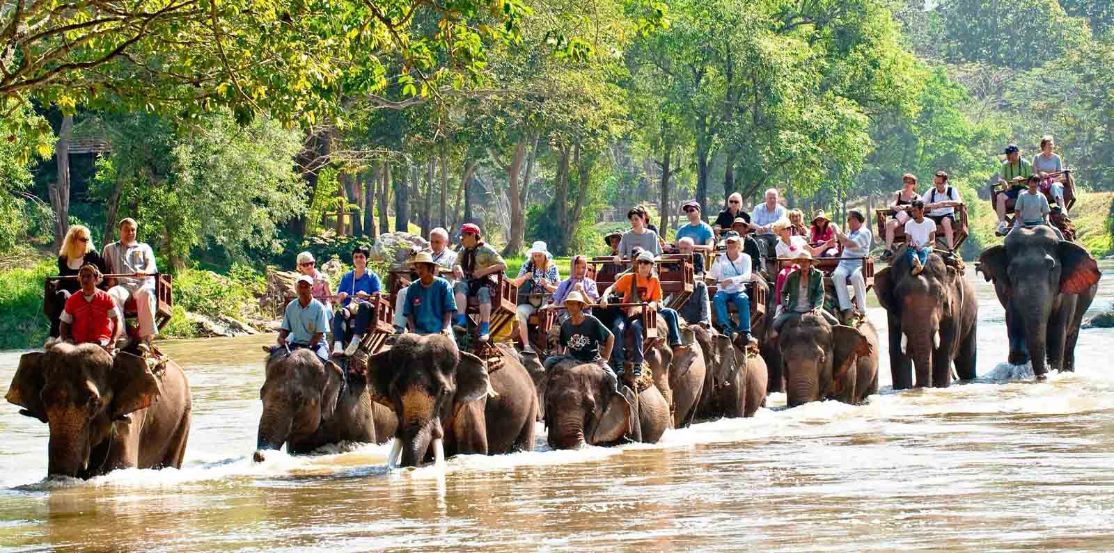 See Elephants in Asia