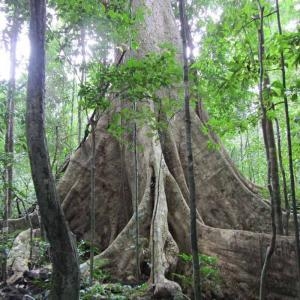 Forest, service in Nam Cat Tien, Vietnam, National Park