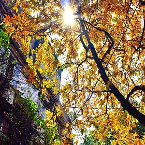 What differences could be found in the autumn of Vietnam? - autumn in vietnam, autumn in hanoi, tours in hanoi, haonoi tours, northwest vietnam tours, autumn in vietnam, hanoi, northern part of vietnam, northwest of vietnam, vietnam culture, cultural tours in vietnam, egg coffee, cafe trung, bia hoi in hanoi,