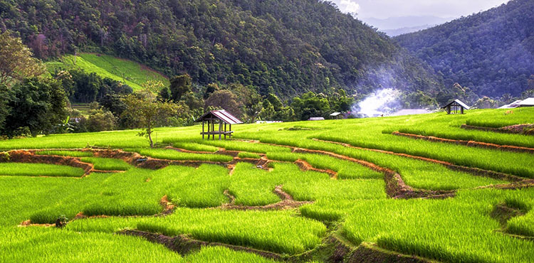 14657877636258_Laos_14641642569267_Rice-filed.jpg