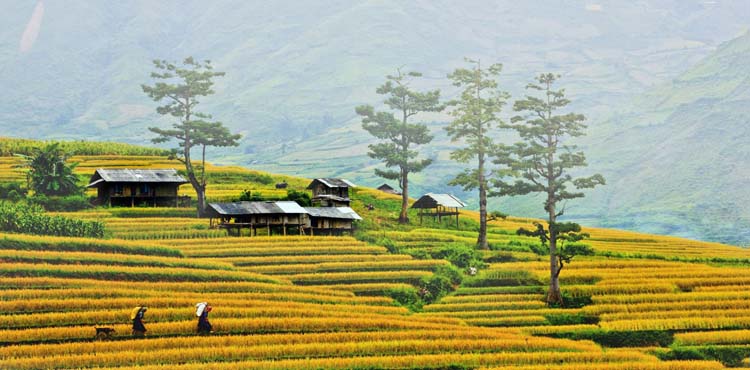 14668530506344_banchay_com1452929585_mai_nha_don_son_tren_nuong_ray_-_kiem_ma.jpg