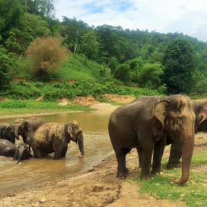 14677915992028_thailand--elephant--chiang-mai.jpg
